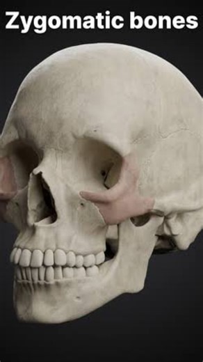 VIKRAM AADITYA on Instagram: "Comment " FVE" for detailed guide Facial Vector Engineering is about redirecting forces upward, forward, and outward—using bone support, muscle tension, fat placement, and skin integrity together. #looksmaxxing #fy #explore #trendingreels #viral"