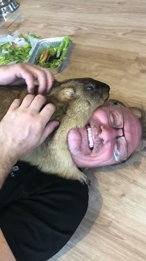 Marmot Cuddles its Man || ViralHog