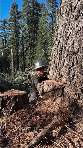 Hydraulic Tree Cutting Machine | Safe & Controlled Way to Cut Big Dead Trees | Modern Tree