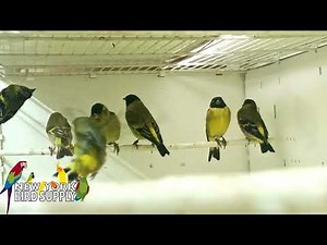 New York Bird Supply: Black Hooded Siskin