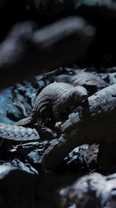 343K views · 11K reactions | For the first few months, pangolin pups cling to their mother’s tail. Later, they’ll explore on their own, ready to face the wild world. | National Geographic Animals | Facebook