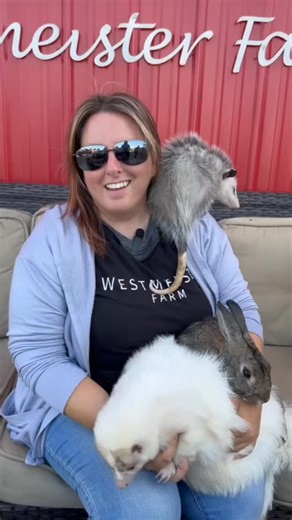 Happy National Wildlife Day! Today we’re shining a spotlight on the incredible native wildlife we care for here at the farm! Jolene the skunk 🦨, Ruby the raccoon 🦝, Ophelia the opossum , and Lieutenant, ￼Dan the rabbit 🐇. These animals remind us why protecting and respecting our local wildlife matters so much. From planting native flowers to keeping trash secure, every small action helps them thrive. 💚 #nationalwildlifeday #protectwildlife #wildlifeawareness #farmlife #Westmeisterfarm #lovew