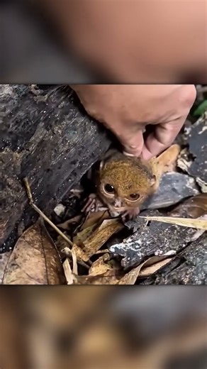 Found an Unusually Cute Creature in the Forest 🐾🌲