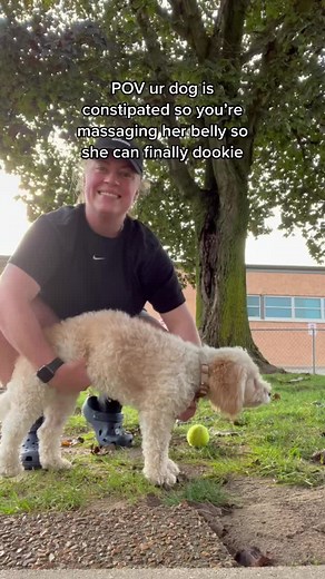 Relaxing Belly Massage Techniques for Constipated Dogs