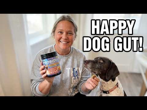 2026 Top Probiotics for dogs | WEALLIN Honest Review