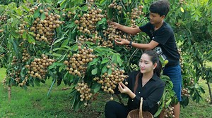 159K views · 8.8K reactions | Wow! A lot of longan fruit on the tree | Cooking With Sros | Facebook