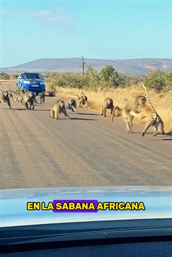 Exploring the Complex Relationship Between Leopards and Baboons