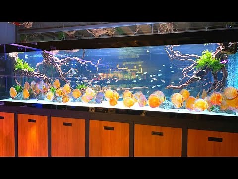 Massive 12,000L Discus Tank | Beautiful Royal Discus In Nature Aquarium