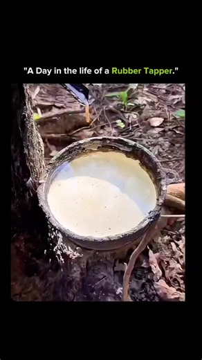 SCIENCE | HISTORY | KNOWLADGE on Instagram: "A rubber tapper’s day begins before sunrise, deep inside quiet plantations. With practiced hands, shallow cuts are made on rubber trees so the milky latex flows gently without harming the bark. Small cups collect the latex drop by drop, a process that demands patience, skill, and respect for nature. After hours of tapping, the latex is gathered, filtered, and sent for processing into rubber sheets used worldwide. It’s slow, honest work that connects h