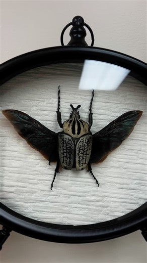 𝑺𝒑𝒐𝒕𝒅𝒊𝒕𝒊𝒆𝒔 𝒯𝒽𝑒 𝒞𝓊𝓇𝒾𝑜𝓈𝒾𝓉𝓎 𝐸𝓂𝓅𝑜𝓇𝒾𝓊𝓂 on Instagram: "Goliathus Orientalis African Flower Beetle … this is a HUGE A1 Grade male beetle! Embrace the wonder of the natural world with the enchanting African Flower Beetle, the Goliathus orientalis. A marvel among the Goliath beetle family, renowned for including some of the largest beetles on our planet. The A1 grade males of this species are not just beetles; they are treasures of nature, embodying perfection and near-immac