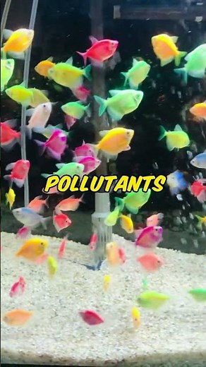 GloFish: The Scientifically Engineered Fish That Lights Up Your Aquarium