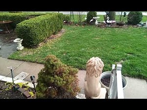 April Spring Shower /Trimmed boxwood bushes