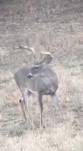 Another up-and-coming trophy buck at Flores Ranch Whitetails! We're thinking this 2.5 year old is the offspring of Stephanie Flores' buck she harvested back in November (picture in the comments)!! LYSSY & ECKEL feeds #bigbucks... #ledeervideooftheday #lefeeds #thinkbig #nutritionmatters #sizematters #southtexaswhitetail (For more details on our deer feed visit: http://lefeeds.com/deer-feed/) | Lyssy & Eckel Feeds