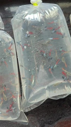 sale day #guppies #fish #fishkeepinghobby #tropicalfish #guppy