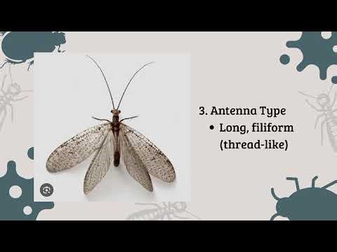 GROUP 8 - Hexapod Orders: Neuroptera, Megaloptera, and Raphidioptera presentation