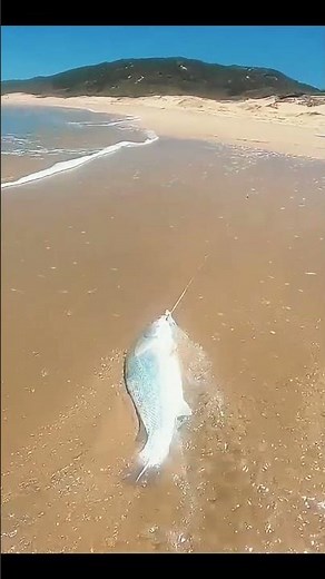 Hooking a Beauty | Kabeljou Catch