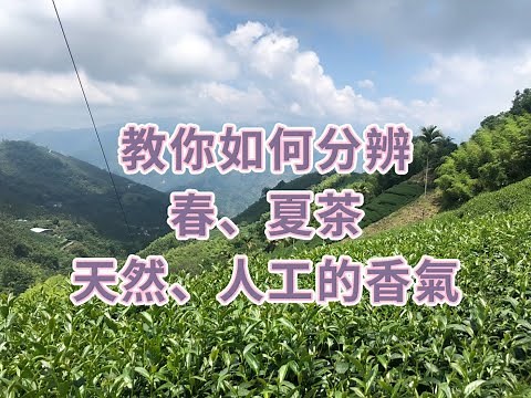 金萱茶｜教你如何分辨春、夏茶｜教你如何分辨天然、人工香料的茶葉｜只要1000元的茶葉教材費｜加LINE限購1組｜古坑樟湖金萱烏龍茶 (正水春茶+二水夏茶)