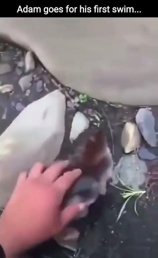 this is my pet duck Adam going for his first swim (meme).