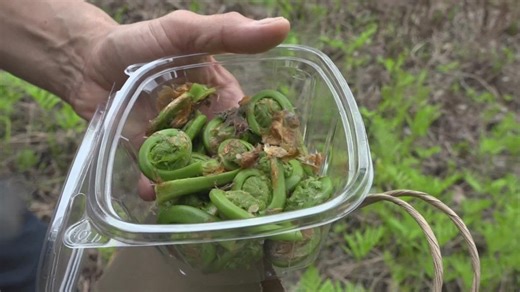 Amid fiddlehead season, concerns rise over PFAS contamination