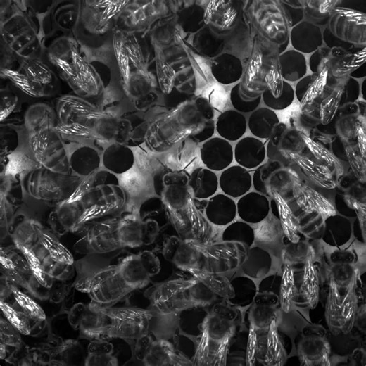 5.5K views · 50 reactions | Scientists from the School of Informatics have discovered how #honeybees decipher dances by their hive mates that relay directions to nearby food. In complete darkness of the hive, each bee uses its antennae to help interpret the info communicated through their waggle dances  https://edin.ac/4cs3tRB | The University of Edinburgh | Facebook