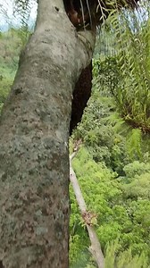 Pemanenan lebah madu apis dorsata yang sangat extrem 😱😱😱 #maduhutwnjawabarat | Madunn Simadu Tea