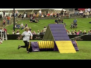 Dog Sports: Small Dog Agility Competition