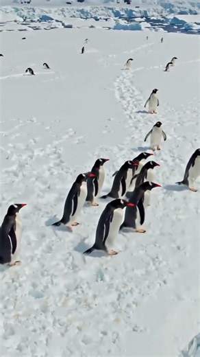 Why Polar Bears Don’t Exist in Antarctica 🐻‍❄️❌ | SHOCKING Biogeography Truth Explained! Episode 3