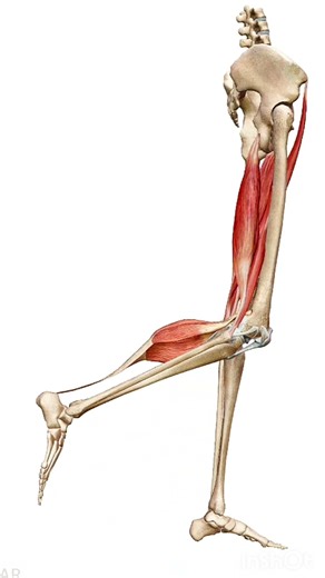 Knee flexion