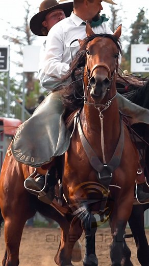 3.6K views · 14K reactions | “Bronc riding is the poetry of chaos—wild, raw, and unforgettable.” | One World Drone | Facebook