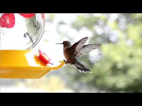 Hummingbird Facts & Some Beautiful Footage