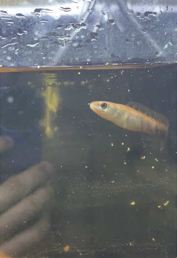 กินเก่งๆสุขกายดีๆนะเจ้าบันบัน❤️🐟 #Channa #ปลาช่อนสวยงาม #มือใหม่หัดเลี้ยง #fyp