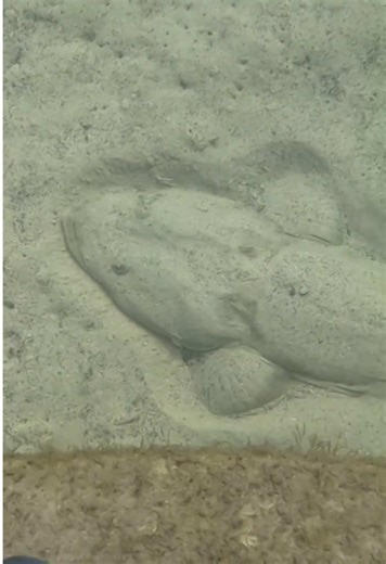 Flathead Fishing Techniques: Master the Art