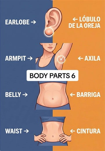 Body Parts Vocabulary 🧍 Master them in English & Spanish! 🇺🇸🇪🇸 Learn English with images 🖼️ Tongue — Lengua Earlobe — Lóbulo de la oreja Armpit — Axila Belly — Barriga Waist — Cintura Inglés con imágenes 🖼️ 🎬 Subscribe for daily visual lessons! Details at tau34.app 📲 #BodyParts #LearnEnglish #AprenderIngles #EnglishVocabulary #VisualEnglish