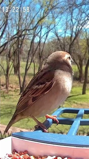 Bird at feeder #shorts #wildlife #nature #birds #birdfeeder