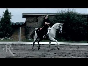 two shagya arabian stallions