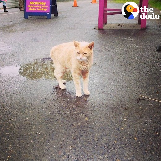 This cat was mayor of a town in Alaska for almost 20 YEARS 😻 | The Dodo