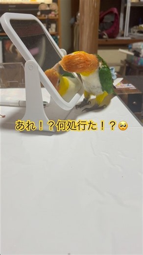 💕 鏡のあの子はどこ!? 必死に探すこまめちゃんが可愛すぎた💕 #手乗りシロハラインコ
