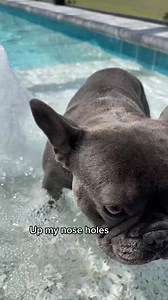 🛁 bathing in the pool #bathtime #dog #frenchie #puppy #puppylove #puppylife #fbreels #viral #usa #fypシ #trendy #NowPlaying #foryou #pet #petstagram #petlover #funny | Apollo