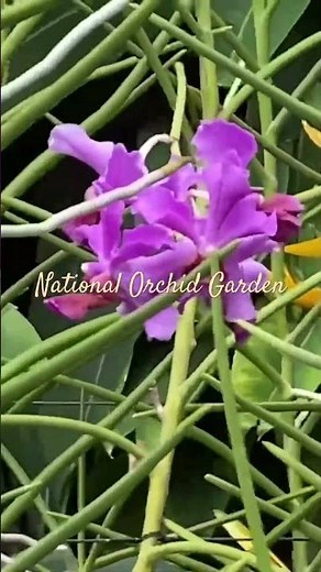 National Orchid Garden, Singapore