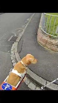 #blindenführhund #hund ##assistenzhund #guidedog #hundeliebe