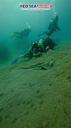 Rays help to balance marine ecosystems