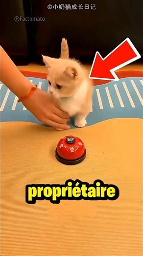 Le Maitre a Offert une Sonnette à son chat 😍❤️