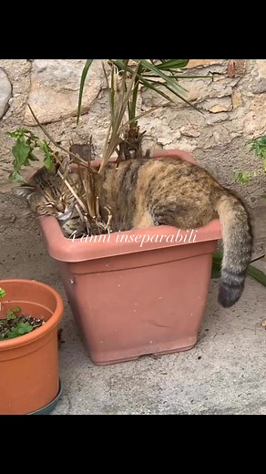 Sergio Cobelli on Reels