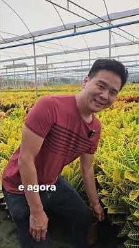 four types of Crotons #colorfulplants #halfshadeplants #sunplants #garden #landscaping