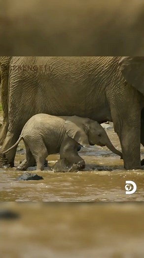 Narrated by @lupitanyongo in @discovery, Serengeti National Park Tanzania, the Best Wildlife Safari destination.. Come one Come all. | Tanzania National Parks (TANAPA)