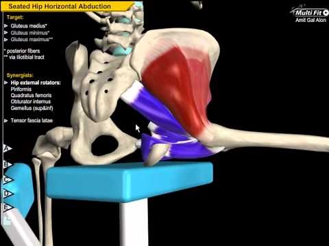 Strength Training: Increase your Strength - Muscle Motion, Anatomy & Kinesiology