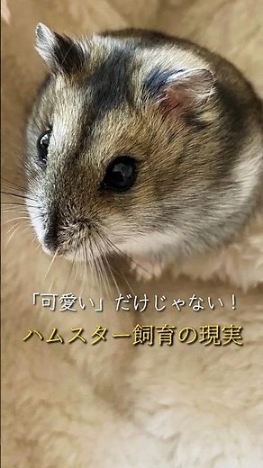 【ハムスター飼育の現実】後悔しないための３つの心得
