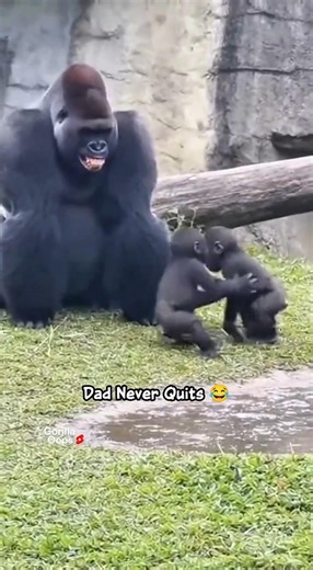 He shouldn’t have laughed 😂 #gorilla #gorillatag #funny #fyp