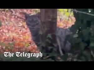 'Big cat' appears to roam Hampshire countryside