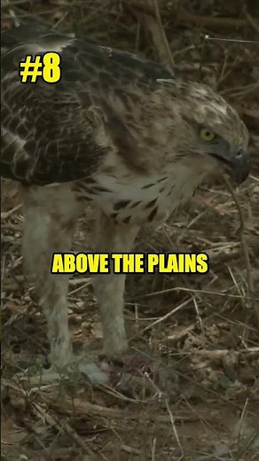 Top 10 Most Stunning Birds of Prey